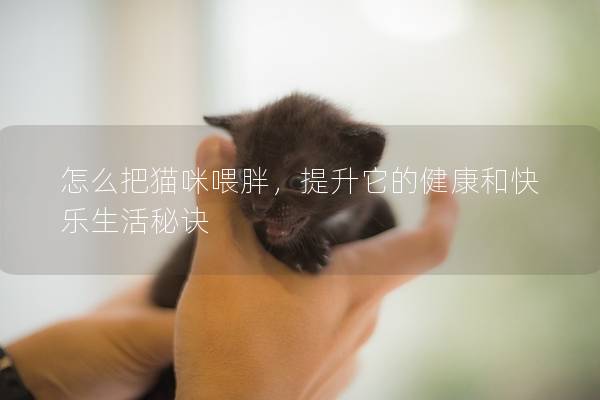 怎么把猫咪喂胖，提升它的健康和快乐生活秘诀