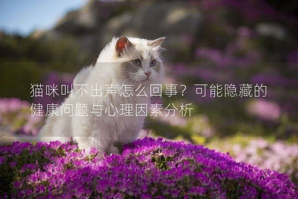 猫咪叫不出声怎么回事？可能隐藏的健康问题与心理因素分析