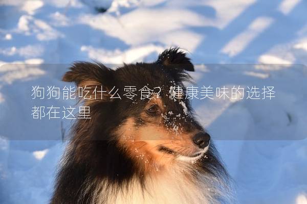 狗狗能吃什么零食？健康美味的选择都在这里