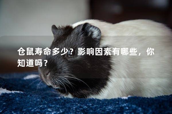 仓鼠寿命多少？影响因素有哪些，你知道吗？