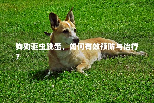 狗狗驱虫跳蚤，如何有效预防与治疗？