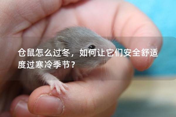 仓鼠怎么过冬,如何让它们安全舒适度过寒冷季节? 仓鼠怎么过冬,如何让它们安全舒适度过寒冷季节?