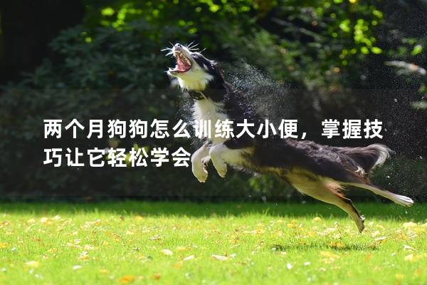 两个月狗狗怎么训练大小便，掌握技巧让它轻松学会
