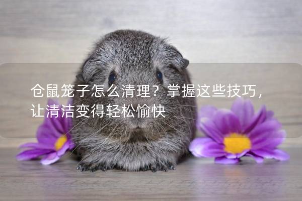 仓鼠笼子怎么清理？掌握这些技巧，让清洁变得轻松愉快