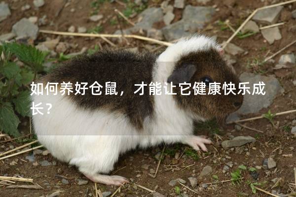 如何养好仓鼠，才能让它健康快乐成长？