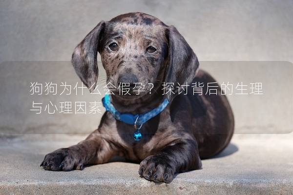 狗狗为什么会假孕？探讨背后的生理与心理因素