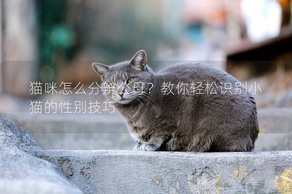 猫咪怎么分辨公母？教你轻松识别小猫的性别技巧