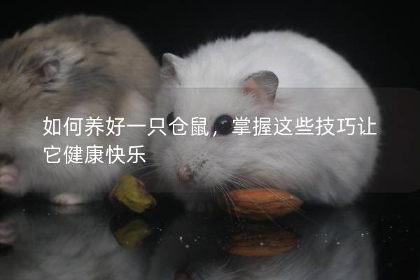 如何养好一只仓鼠，掌握这些技巧让它健康快乐