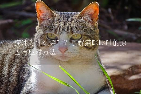 猫咪为什么会吐？了解猫咪呕吐的原因与应对方法