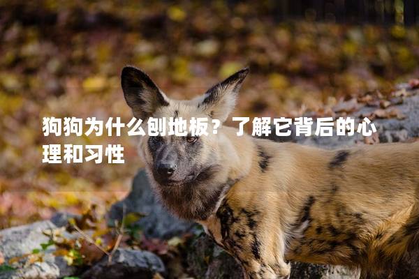 狗狗为什么刨地板？了解它背后的心理和习性