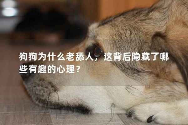 狗狗为什么老舔人,这背后隐藏了哪些有趣的心理? 狗狗为什么老舔人,这背后隐藏了哪些有趣的心理?