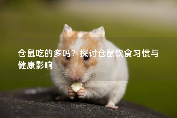 仓鼠吃的多吗？探讨仓鼠饮食习惯与健康影响