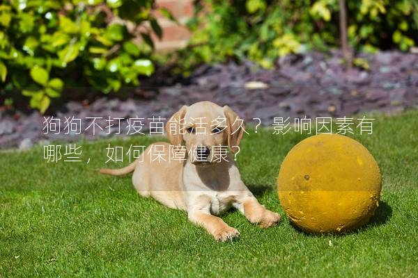 狗狗不打疫苗能活多久?影响因素有哪些,如何保障健康? 狗狗不打疫苗能活多久?影响因素有哪些,如何保障健康?