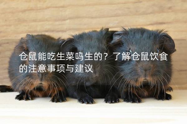 仓鼠能吃生菜吗生的？了解仓鼠饮食的注意事项与建议