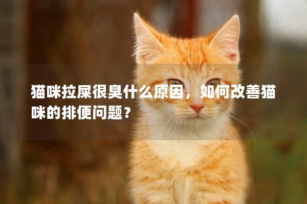 猫咪拉屎很臭什么原因，如何改善猫咪的排便问题？