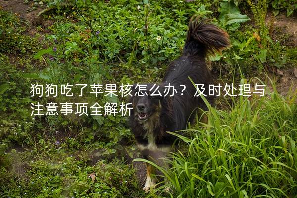 狗狗吃了苹果核怎么办？及时处理与注意事项全解析