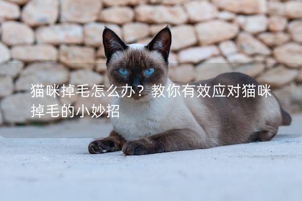 猫咪掉毛怎么办？教你有效应对猫咪掉毛的小妙招