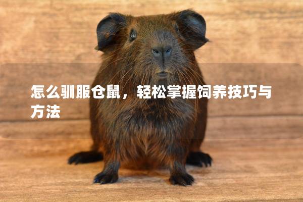 怎么驯服仓鼠，轻松掌握饲养技巧与方法