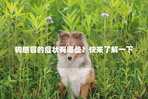 狗感冒的症状有哪些?快来了解一下 狗感冒的症状有哪些?快来了解一下