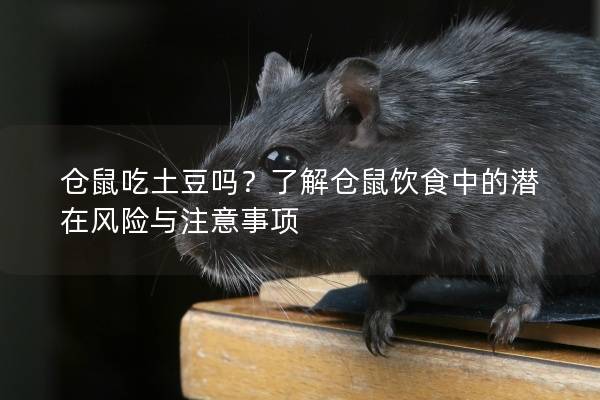 仓鼠吃土豆吗？了解仓鼠饮食中的潜在风险与注意事项