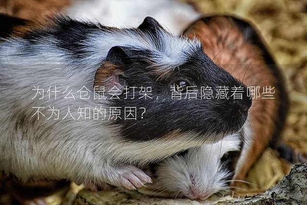 为什么仓鼠会打架，背后隐藏着哪些不为人知的原因？