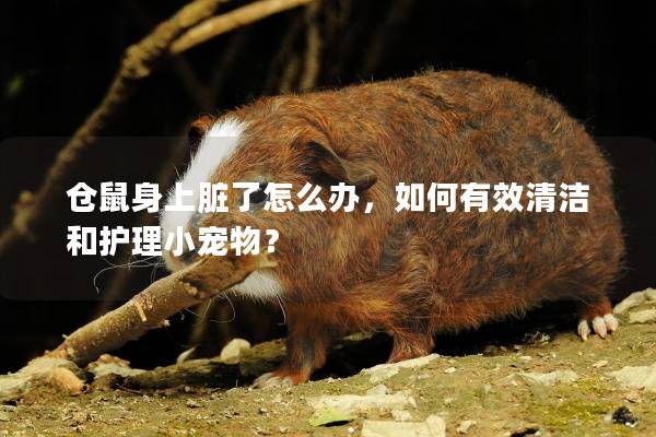 仓鼠身上脏了怎么办，如何有效清洁和护理小宠物？