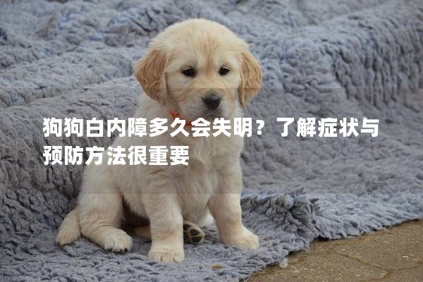 狗狗白内障多久会失明?了解症状与预防方法很重要 狗狗白内障多久会失明?了解症状与预防方法很重要