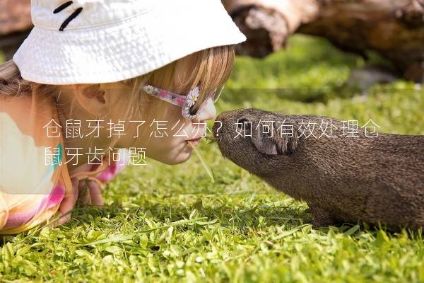 仓鼠牙掉了怎么办？如何有效处理仓鼠牙齿问题