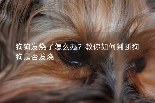 狗狗发烧了怎么办？教你如何判断狗狗是否发烧