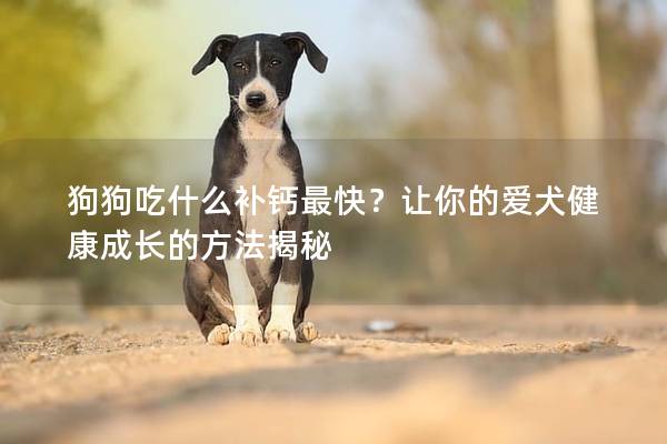狗狗吃什么补钙最快？让你的爱犬健康成长的方法揭秘