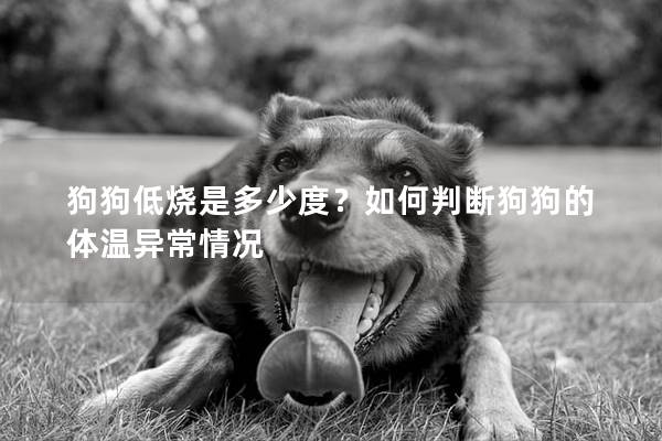 狗狗低烧是多少度？如何判断狗狗的体温异常情况