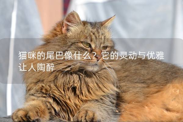 猫咪的尾巴像什么？它的灵动与优雅让人陶醉