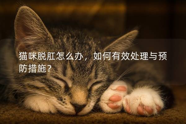 猫咪脱肛怎么办，如何有效处理与预防措施？