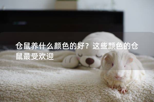 仓鼠养什么颜色的好？这些颜色的仓鼠最受欢迎