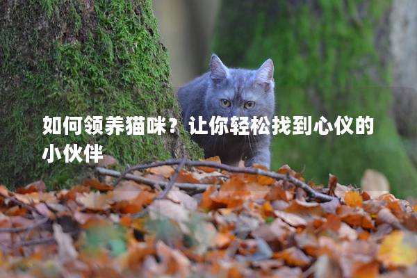 如何领养猫咪？让你轻松找到心仪的小伙伴