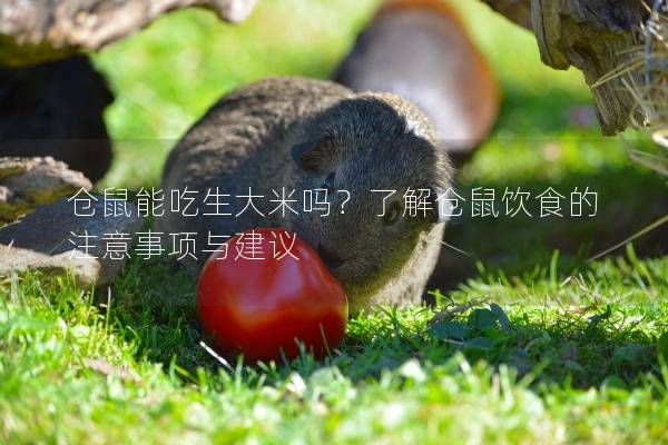 仓鼠能吃生大米吗？了解仓鼠饮食的注意事项与建议