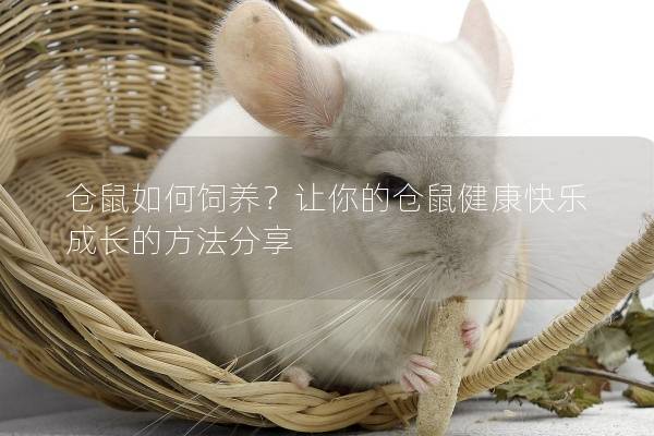 仓鼠如何饲养？让你的仓鼠健康快乐成长的方法分享