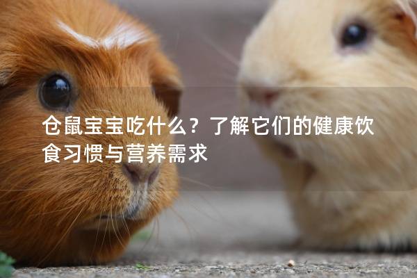 仓鼠宝宝吃什么？了解它们的健康饮食习惯与营养需求