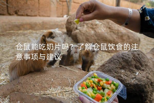仓鼠能吃奶片吗？了解仓鼠饮食的注意事项与建议