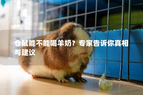 仓鼠能不能喝羊奶？专家告诉你真相与建议