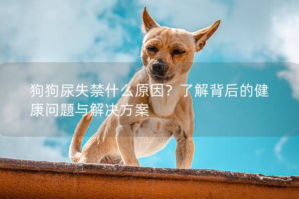 狗狗尿失禁什么原因？了解背后的健康问题与解决方案
