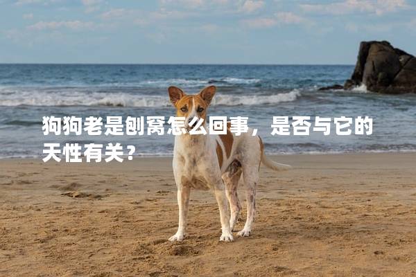 狗狗老是刨窝怎么回事，是否与它的天性有关？