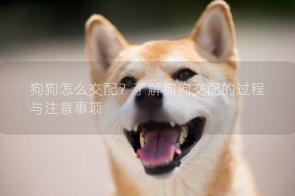 狗狗怎么交配？了解狗狗交配的过程与注意事项