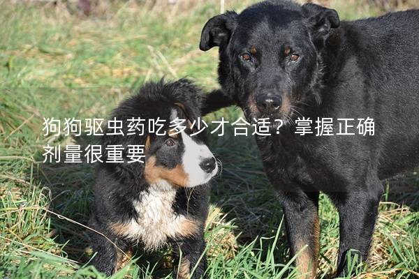 狗狗驱虫药吃多少才合适？掌握正确剂量很重要