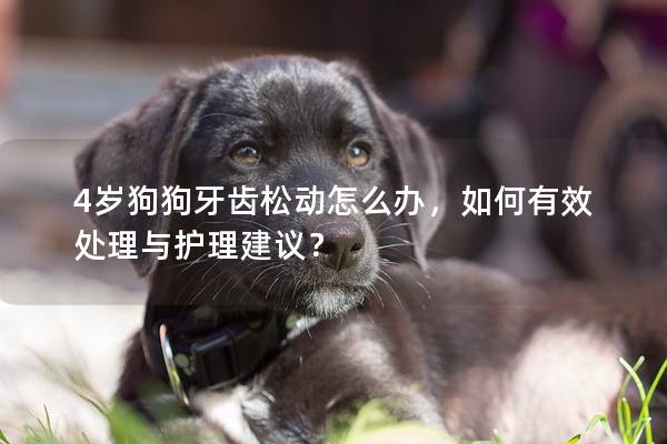 4岁狗狗牙齿松动怎么办，如何有效处理与护理建议？