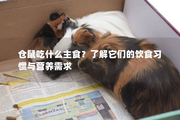 仓鼠吃什么主食？了解它们的饮食习惯与营养需求