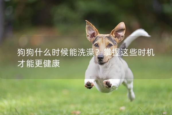 狗狗什么时候能洗澡？掌握这些时机才能更健康