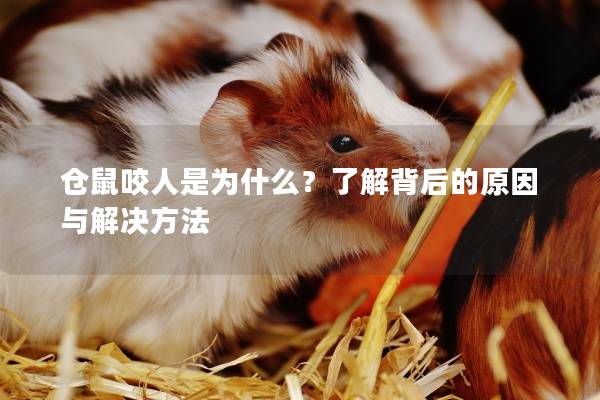 仓鼠咬人是为什么?了解背后的原因与解决方法 仓鼠咬人是为什么?了解背后的原因与解决方法