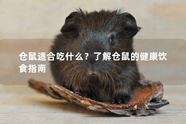 仓鼠适合吃什么？了解仓鼠的健康饮食指南
