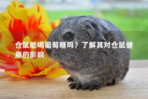 仓鼠能喝葡萄糖吗?了解其对仓鼠健康的影响 仓鼠能喝葡萄糖吗?了解其对仓鼠健康的影响